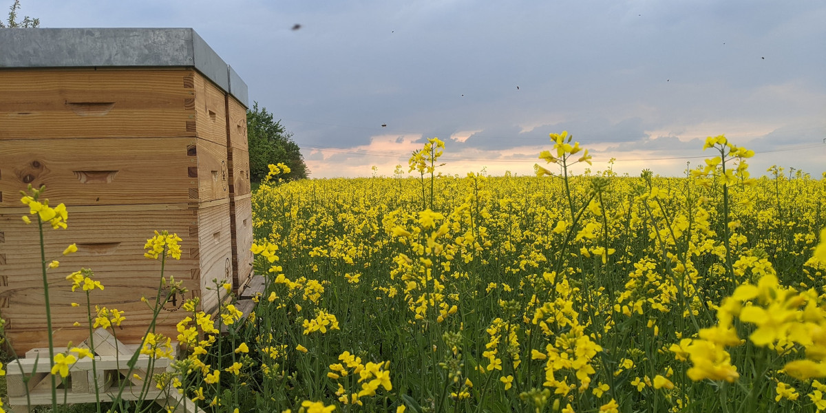 Bienenvölker am Rapsfeld