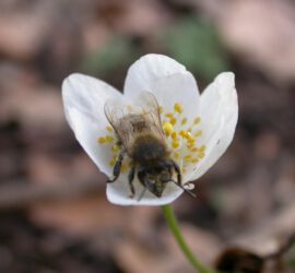Wildbiene und Blüte