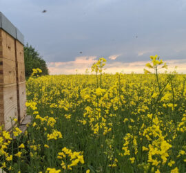 Bienenvölker am Rapsfeld