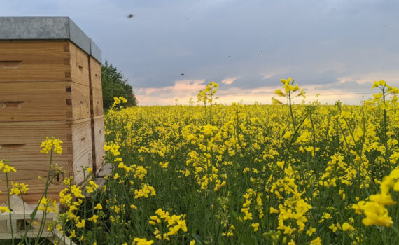 Bienenvölker am Rapsfeld