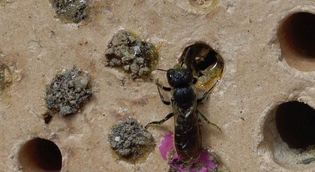 Wildbiene am insektenhotel