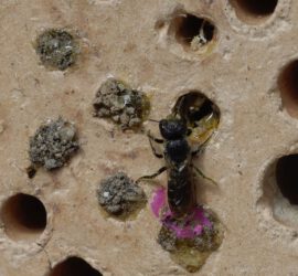 Wildbiene am insektenhotel