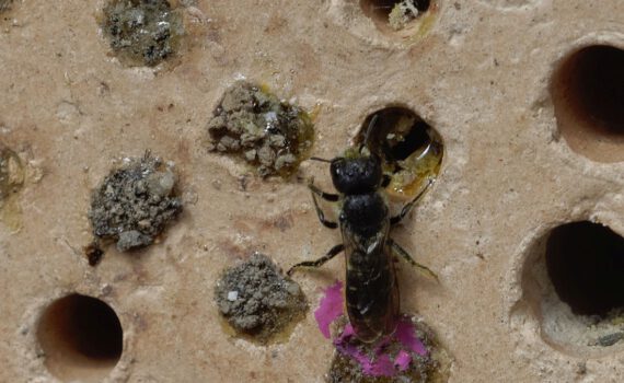 Wildbiene am insektenhotel