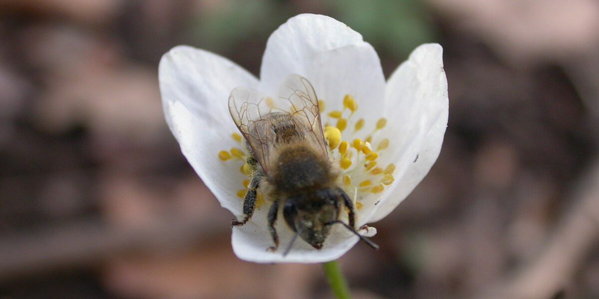 Wildbiene und Blüte