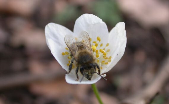 Wildbiene und Blüte